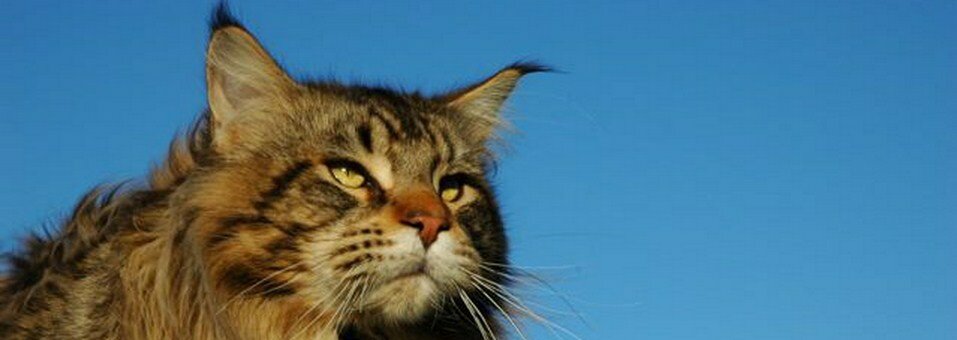 Maine coon