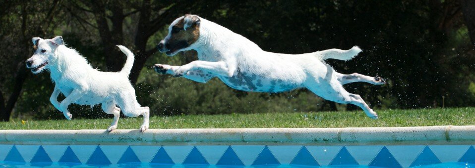 PARSON  RUSSEL TERRIER