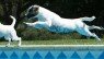 PARSON  RUSSEL TERRIER