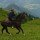 Chevaux