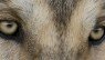 Les Loups