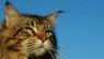 Maine coon