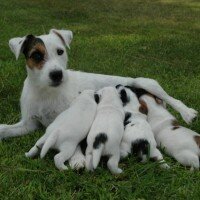 les chiots de FLASH sont nés les 4 Juillet ; il y a 3 mâles et 1 femelle
